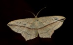 Blood-Vein Moth